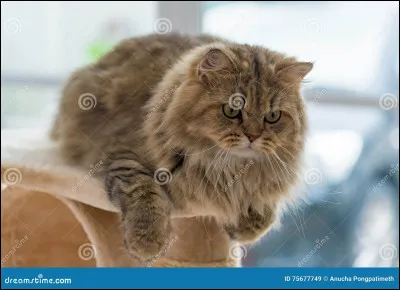 Comment Plume Brisée meurt-il ?