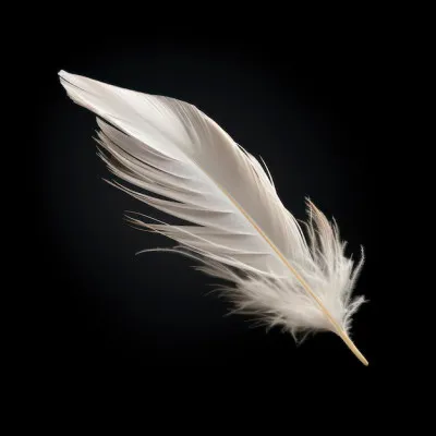 Quel est le nom de la tige d'une plume d'oiseau ?