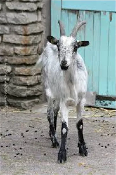 Qui est l'auteur de "La Chèvre de monsieur Seguin" ?