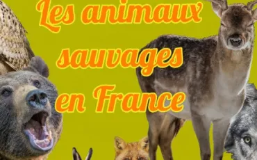 Quiz Animaux