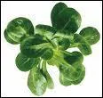 A quelle salade sont ces feuilles ?