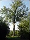 Rouvre, quel est cet arbre ?