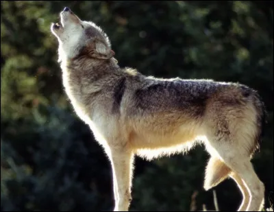 Quel est cet animal ?