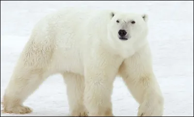 Quel est cet animal ?