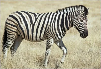 Quel est cet animal ?