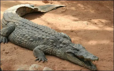 Quel est cet animal ?