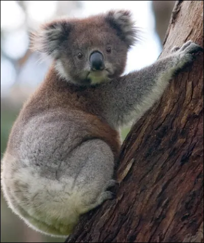 Quel est cet animal ?