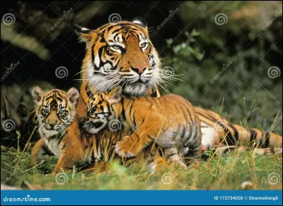 Combien mesure le tigre de Sumatra ?