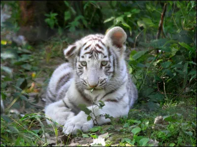 Quel est le temps de sa gestation ou incubation ?