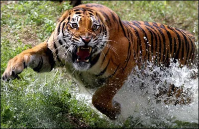 Comment achève-t-il ses proies ?