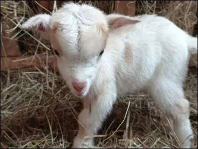 Si je vous parle d'ibex, savez-vous de quoi il s'agit ?