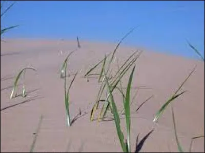 Et l'élyme, qu'en dites-vous ?