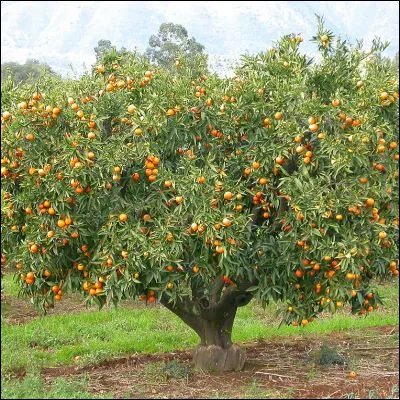 Quel est ce petit agrume issu du croisement naturel entre la fleur du mandarinier et le pollen de l'oranger ?
