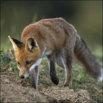 Bon, allez. On en revient à toi. Quel métier exerces-tu ? (Les renards sont mignons.)
