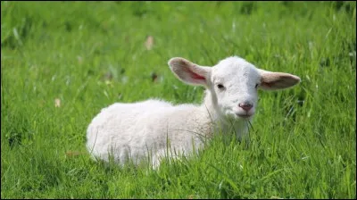 Ne pas faire de bruit est une obligation pour trouver cette réponse !