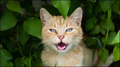 Cependant Plume d'Épervier, ton mentor, commence à te trouver changé(e) : tu es fatigué(e) le matin et tu es moins attentif/attentive. Il envoie alors ton meilleur ami, Nuage de Fumée, te surveiller. Lorsque, le soir, tu retournes voir Nuage de Nuit, il te suit et découvre la vérité. Il essaie de t'expliquer que les relations entre clans sont illégales. Que fais-tu ?