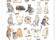 Quiz Races de chats