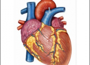 Quiz Arrêt cardio-respiratoire