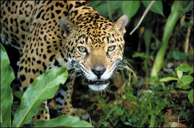 Quel est cet animal ?