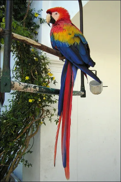 Quel est cet animal ?