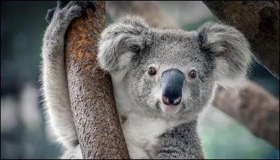 Quel est cet animal ?