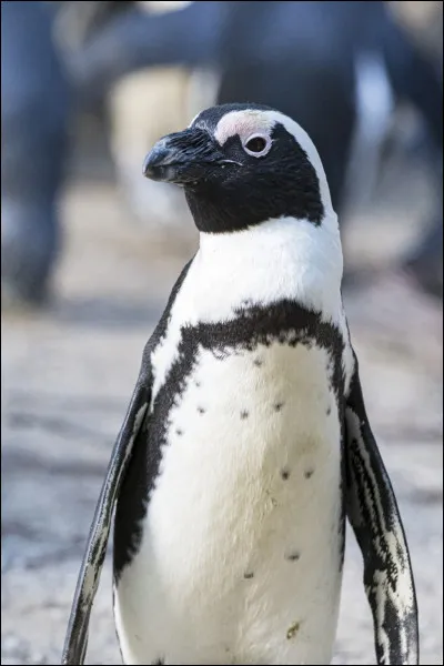 Quel est cet animal ?