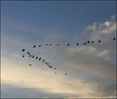 Dans la phrase "cet oiseau est en plein vol", que veut dire "vol" ?