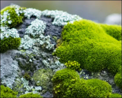 Dans la phrase "le mousse de ce bateau est très serviable", que veut dire le mot "mousse" ?
