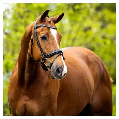 Cette robe est-elle alezane ?