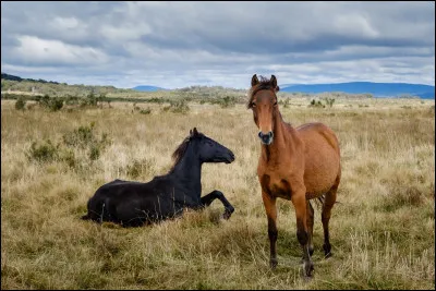 Au cours du premier mois de son existence, le poulain reste-t-il tout le temps à côté de sa mère ?