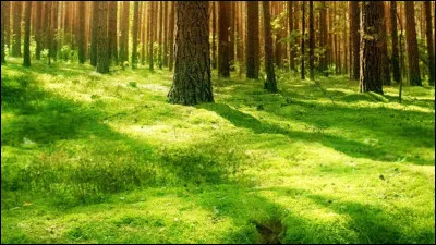 B : Bois de Frêne : qui est son père ?