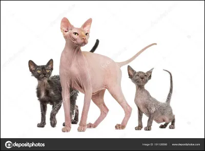 Le sphinx (chat) peut prendre facilement des coups de soleil.