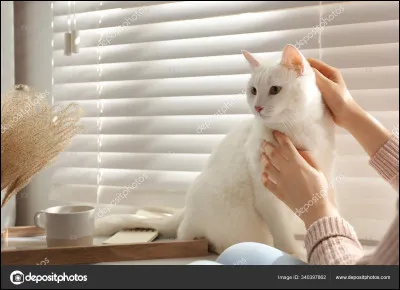 Le chat blanc ne prend pas de coup de soleil.
