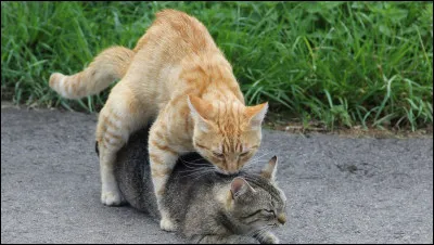 Un chat mâle peut-il être en chaleur ou pas ?