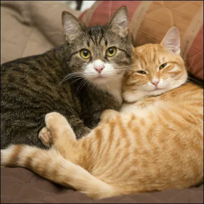 Combien de chatons les chattes peuvent-elle faire au maximum ?