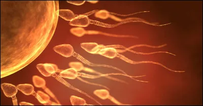 SVT : 
Combien de chromosomes contient un spermatozoïde ?