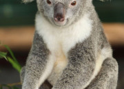 Quiz Connais-tu bien les koalas ?