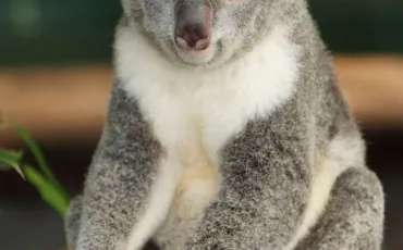 Quiz Koalas