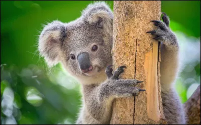 Quel est le poids d'un koala adulte ?