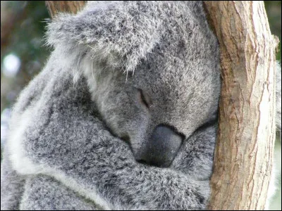 Combien de temps dort un koala, par jour ?