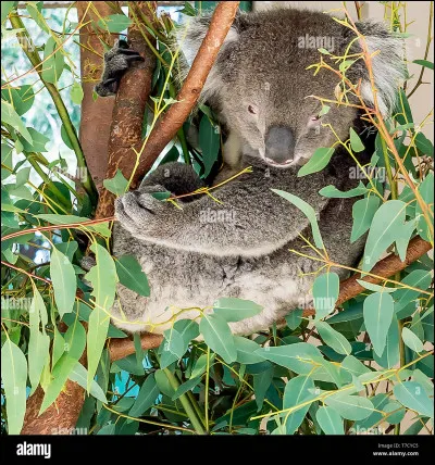 Quelle nourriture mangent-ils ?