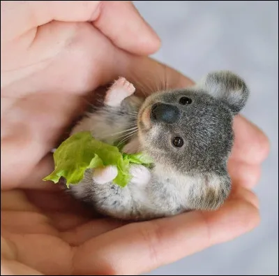 Quel est le temps de la gestation d'une femelle ?