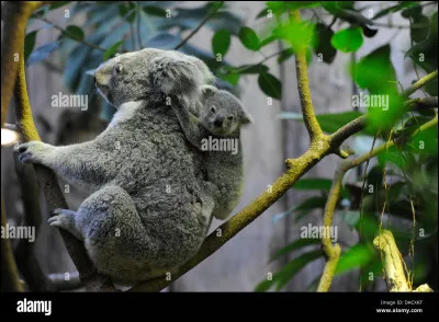 Combien de petits peuvent naître en une portée ?