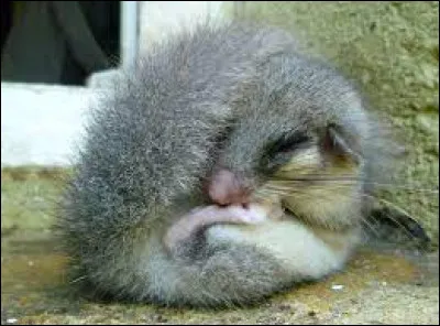 Au Moyen-Âge, sur quel fleuve se trouve le plus grand port fluvial d'Europe ?