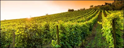 Retrouve le véhicule qui récolte le raisin :