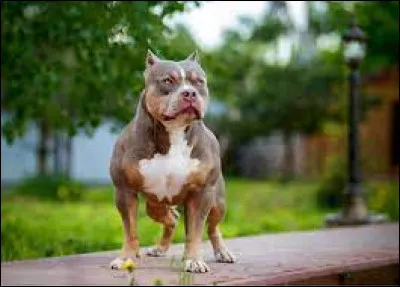 Quel est le nom de cette race de chien ?