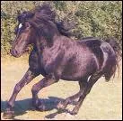 Quelle est l'allure de ce cheval ?