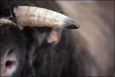 Voulez-vous des cornes ?