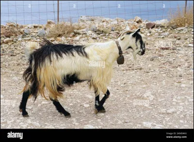 La chèvre est-elle ongulée ? (a-t-elle des ongles ?)