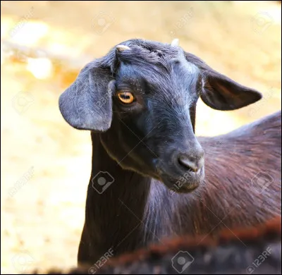 En parlant de ça, quel est son nom latin ?